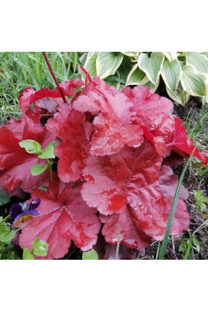 Гейхера Форевер Ред красные гофрированные листья